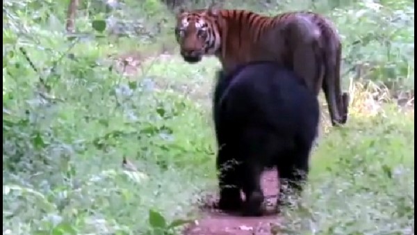 ಸಫಾರಿಗೆ ತೆರಳಿದವರಿಗೆ ಸಾರ್ಥಕ ಭಾವ