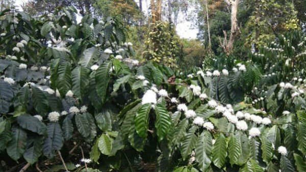 ಬೆಂಗಳೂರಿನ ಕಾಫಿ ನಂಟು 