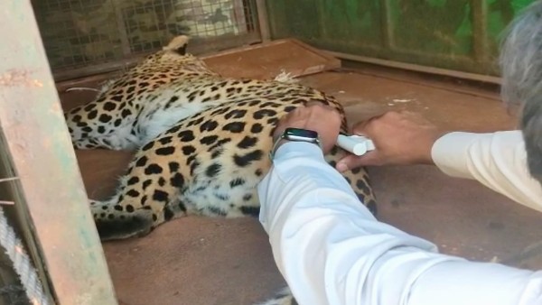  Forest Officials Caught Leopard in Ramanagara