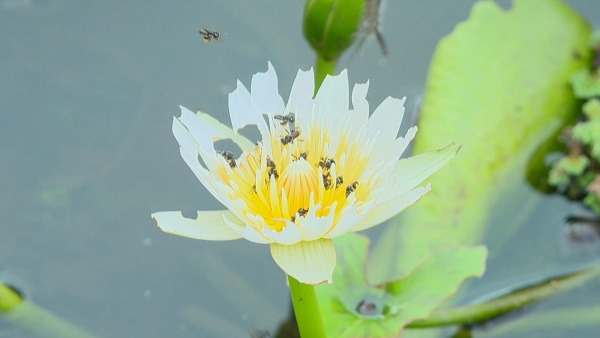 ಗಿಡ ಬೆಳೆಸಲು ಟಬ್‌ಗಳ ಬಳಕೆ