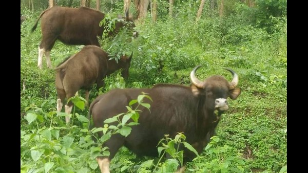 ಹಲವು ವೈವಿಧ್ಯದ ಅರಣ್ಯ ನಾಗರಹೊಳೆ ಹಲವು ವೈವಿಧ್ಯದ ಅರಣ್ಯ ನಾಗರಹೊಳೆ