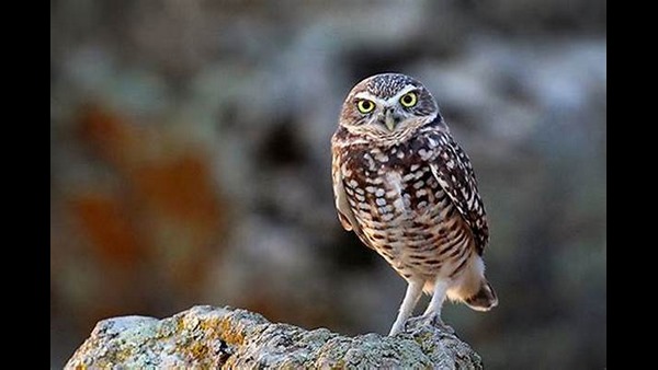 ಗೂಬೆ ವೀಕ್ಷಣೆ