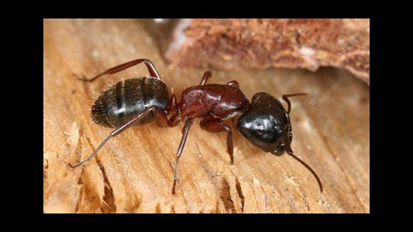 ಕಪ್ಪು ಇರುವೆಗಳ ಸಮೂಹ