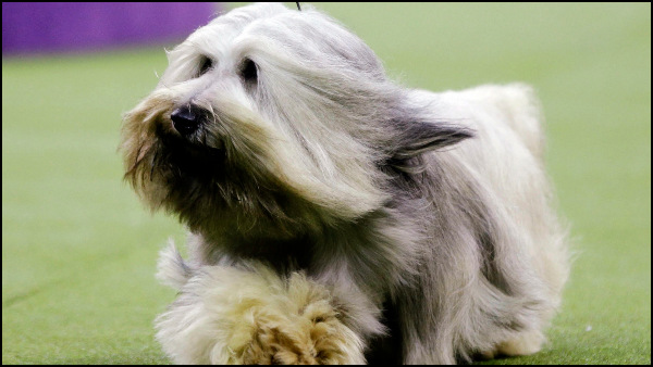 ಪ್ರಾಣಿಗಳ ಪೌಷ್ಠಿಕಾಂಶದ ಅಗತ್ಯ