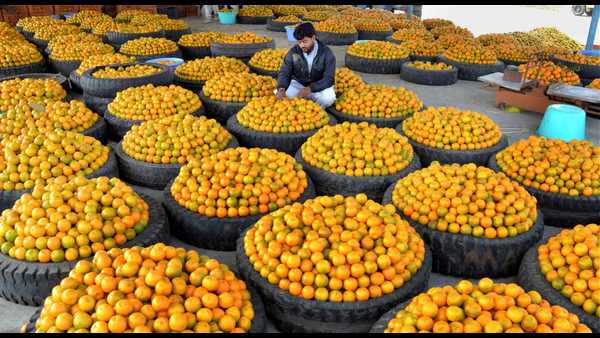 ಕಿತ್ತಳೆ ನೀರಿನಲ್ಲಿ ಮುಳುಗುತ್ತಾ? ತೇಲುತ್ತಾ?