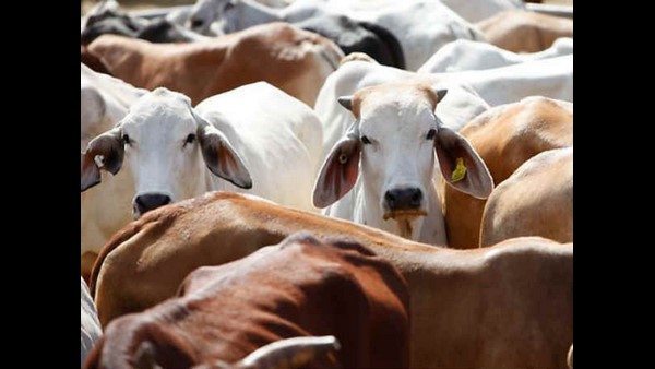 First State in India: Uttar Pradesh Govt Start Cow Ambulance Service