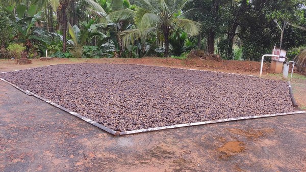 Untimely Rain That Haunts Arecanut Growers; Rotten Arecanut in The House Yard