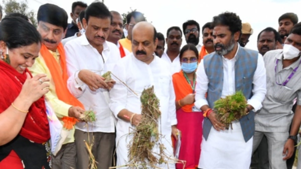 ಕೋಲಾರ ಜಿಲ್ಲೆಯಲ್ಲಿ 90% ರಷ್ಟು ರಾಗಿ ಬೆಳೆ ನಾಶ 