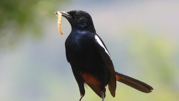ಪಕ್ಷಿಗಳ ಸಂತತಿ ಉಳಿಯುತ್ತದೆ