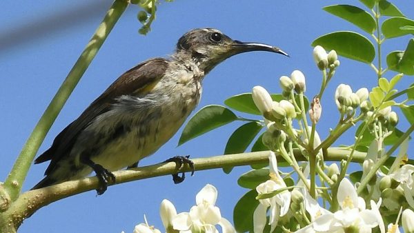 ಪಕ್ಷಿಗಳಿಗಾಗಿಯೇ ಕೈ ತೋಟ ನಿರ್ಮಾಣ