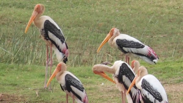 ಮನೆಯ ಅಂಗಳದಲ್ಲಿ ಪಕ್ಷಿಗಳಿಗೆ ಆಶ್ರಯ