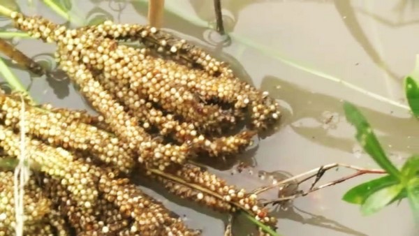 Rs 27 Crores Worth Crop Loss Due to Untimely Rainfall in Ramanagara District