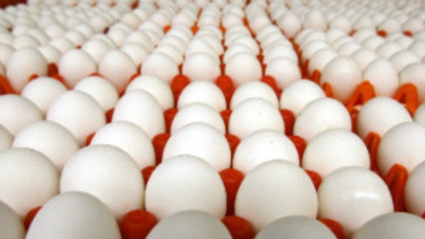  Useful News: Egg, banana for karnataka school childrens