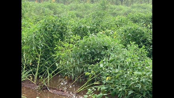 ಚಿತ್ರದುರ್ಗದಲ್ಲಿ ಜಮೀನು ಜಲಾವೃತ