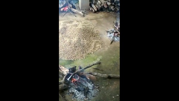 Heavy Rain Lashed in Hassan District Uninterrupted; Coffee Growers in Hardship