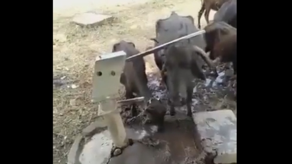 ವಿಡಿಯೋ ವೈರಲ್