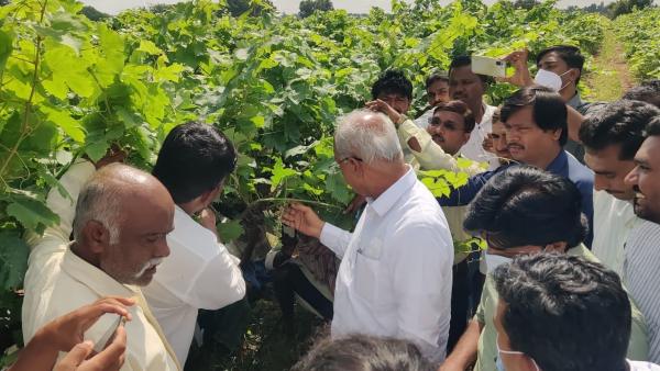 Crop Damage Due To Rain In Koppal Minister Inspected 