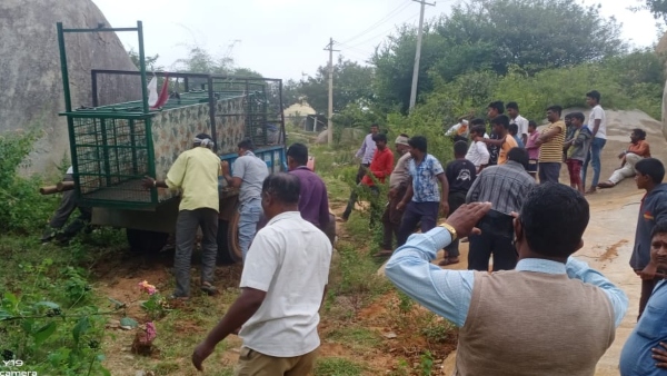 Bengaluru Rural: Leopard Seen In Avathi And Nalluru Village Bengaluru Rural: Leopard Seen In Avathi And Nalluru Village