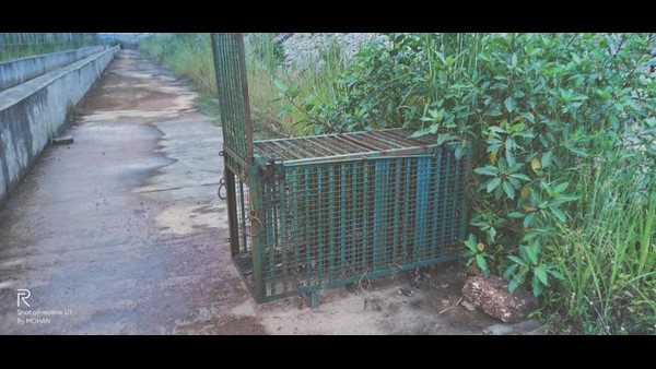 Leopards Spotted Near Airport Runway; Anxiety Among Mangaluru Airport Authority Officers