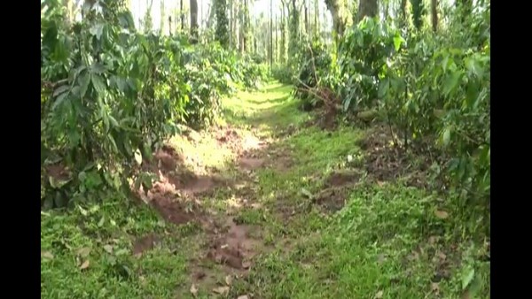 Forest Elephants Attack on Coffee Plants at Malnad region in Hassan: Farmers in Anxiety