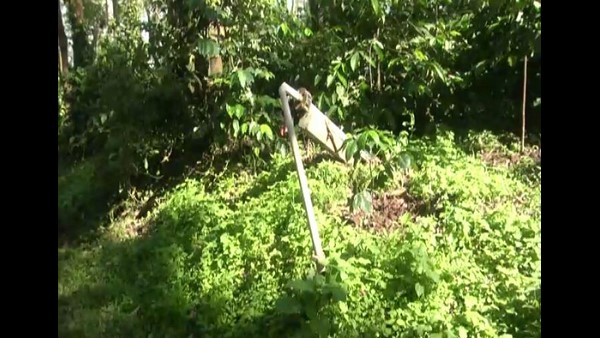 Forest Elephants Attack on Coffee Plants at Malnad region in Hassan: Farmers in Anxiety