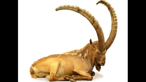  ದ್ವಾದಶ ರಾಶಿಗಳ ಮೇಲಿನ ಪ್ರಭಾವ - ಮಕರ