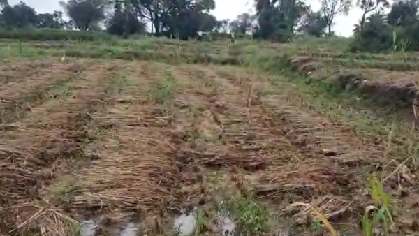Untimely Rain Causes Widespread Damage To Crops Across Karnataka
