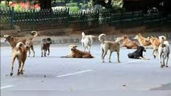 Mumbai Woman Fined Rs 8 Lakh For Feeding Stray Dogs Mumbai Woman Fined Rs 8 Lakh For Feeding Stray Dogs