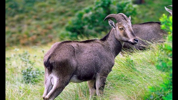  ವಿನಾಶದಂಚಿನಲ್ಲಿ ರಾಜ್ಯದ 40 ಸಸ್ತನಿಗಳು