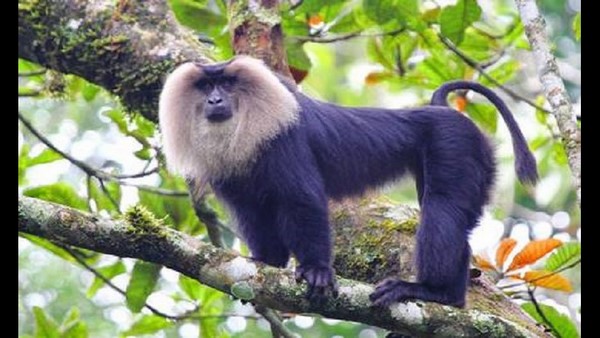  ಜೀವ ವೈವಿಧ್ಯಗಳ ಉಳಿವು ಹೇಗೆ?