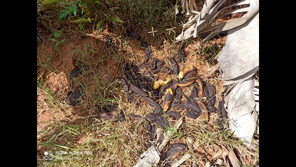 Chitradurga: Heavy Rain Destroys a Banana Crop