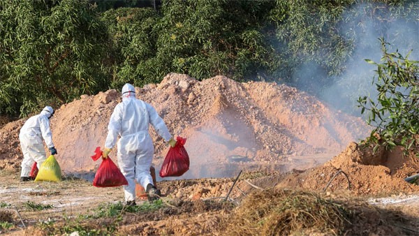 Bird fever discovery in Kerala: Orders to kill birds