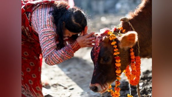 ಹಸುವಿನಿಂದ ಚಿನ್ನದ ಸರ ಪಡೆದ ಮಾಲೀಕ