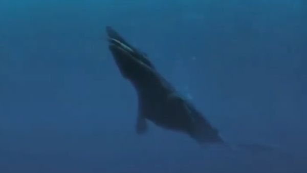 ತಿಮಿಂಗಿಲಕ್ಕಿಂತ ದೊಡ್ಡ ಜೀವಿ