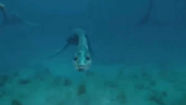 ವೇಗವಾಗಿ ಬೇಳೆದ ಇಚ್ಥಿಯೋಸಾರ್