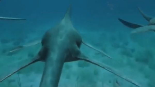 ಇಚ್ಥಿಯೋಸಾರ್ ಮೂಳೆ ಕಂಡು ವಿಜ್ನಾನಿಗಳು ಶಾಕ್