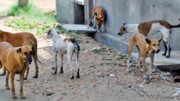 High Court Ordered BBMP to Not to allow Dogs Inside Cubbon Park