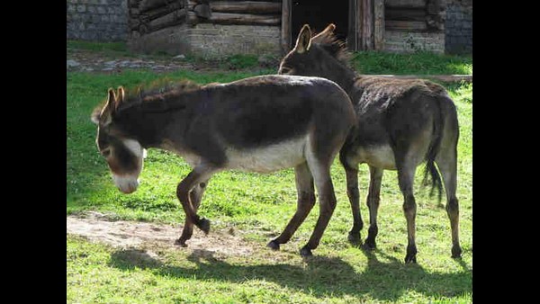 'ಕತ್ತೆ ಹಾಲು ಕುಡಿಸಿ ಕೊರೊನಾ ಓಡಿಸಿ' 