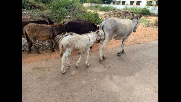 ಒಂದು ಲೀಟರ್‌ಗೆ 10,000 ರೂಪಾಯಿ 