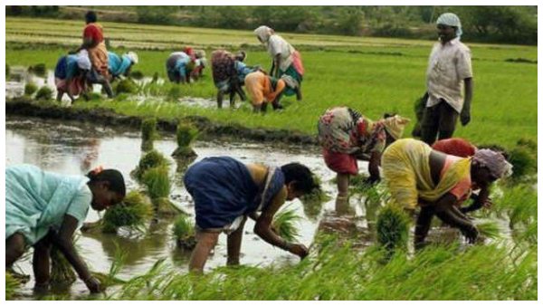 ಕೇಂದ್ರ ಕೃಷಿ ಸಚಿವರು ಹೇಳಿದ್ದೇನು?