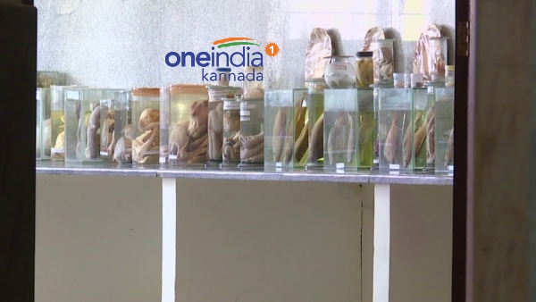  ಏನಿದು ಷೆಡ್ಯೂಲ್ 1 ಪ್ರಾಣಿಗಳು?