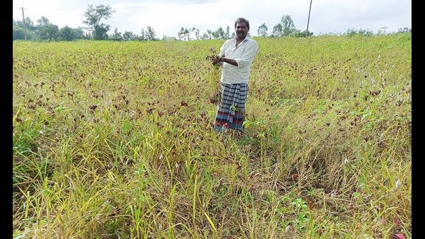  ರೈತರ ನಿರೀಕ್ಷೆ ಹುಸಿ ಮಾಡಿದ ಮಳೆ