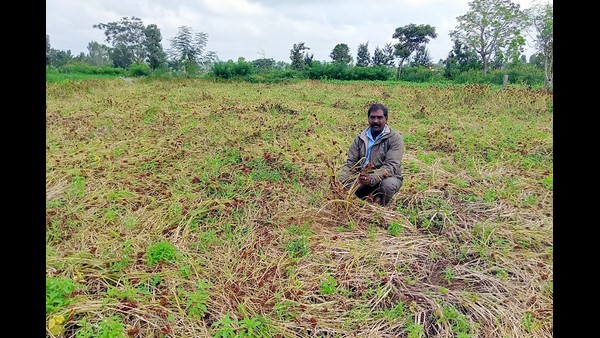  ಬೆಳೆದ ಬೆಳೆ ಮಣ್ಣುಪಾಲಾದ ಚಿಂತೆ