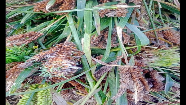  ಮುಂದೇನು ಎಂಬುದೇ ರೈತರ ಚಿಂತೆಯಾಗಿದೆ