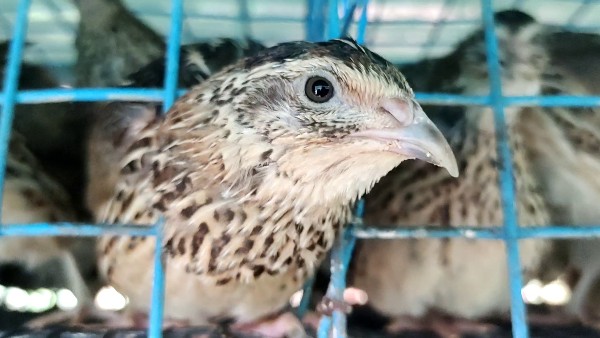 330 ರಿಂದ 350 ಮೊಟ್ಟೆ 