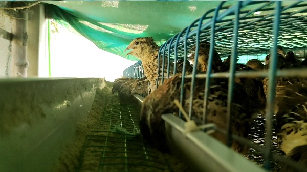 ಕಾಡೇ ಕೋಳಿಗಳ ಸಾಕಾಣಿಕೆ 