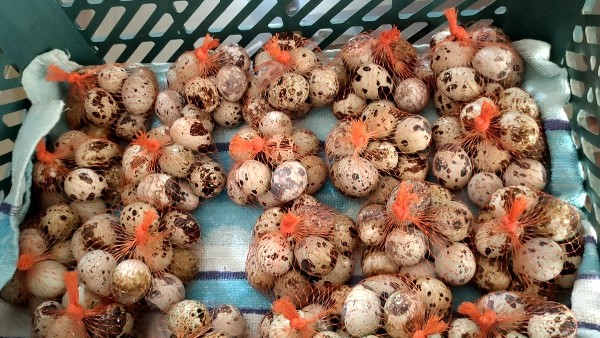 ಉದ್ಯಮದ ಬಗ್ಗೆ ಬಿಪು ಪರಪ್ಪಳ್ಳಿ ಮಾತು 