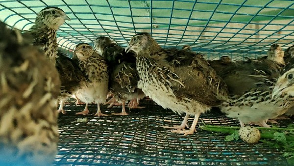 ಸಣ್ಣಗಾತ್ರದ ಮೊಟ್ಟೆಗಳು 