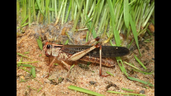  ರಾಜಸ್ಥಾನ, ಮಧ್ಯಪ್ರದೇಶ, ಗುಜರಾತ್ ಭಾಗದಲ್ಲಿ ಮಿಡತೆಗಳ ಹಾವಳಿ 