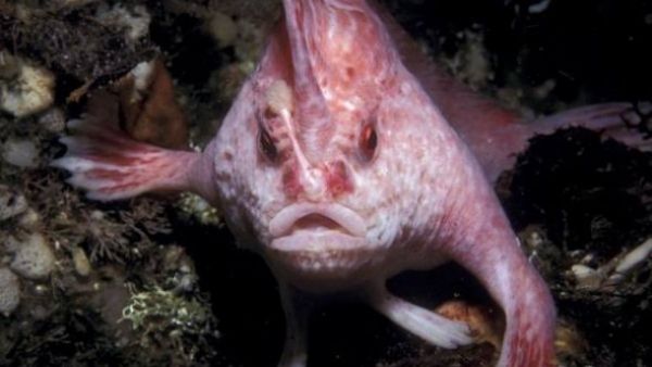 ಆಸ್ಟ್ರೇಲಿಯಾದ ಸಮುದ್ರ ಸಂಶೋಧಕರ ತಂಡ